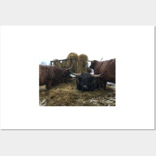 Scottish Highland Cattle Cows and Bull 2181 Posters and Art